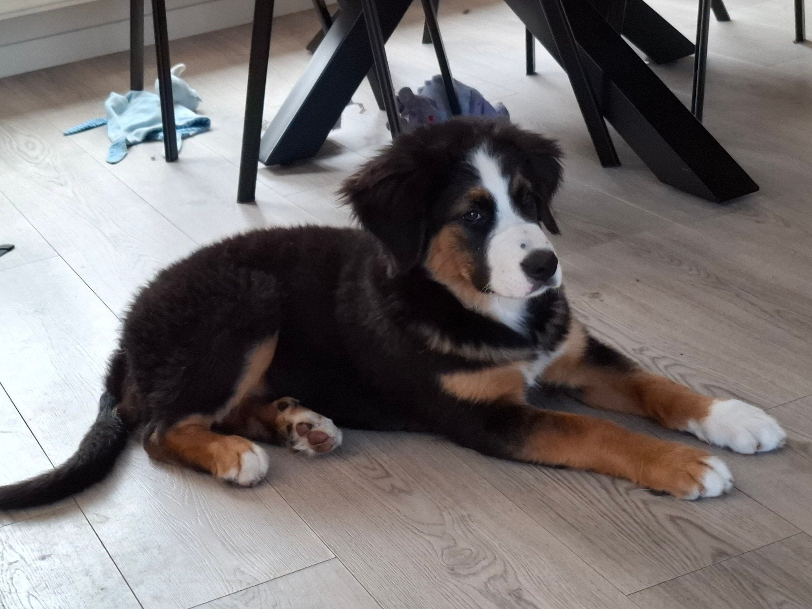 kruising herder-bernen senner, 8 tot 15 weken, Teef, Eén hond, Herder