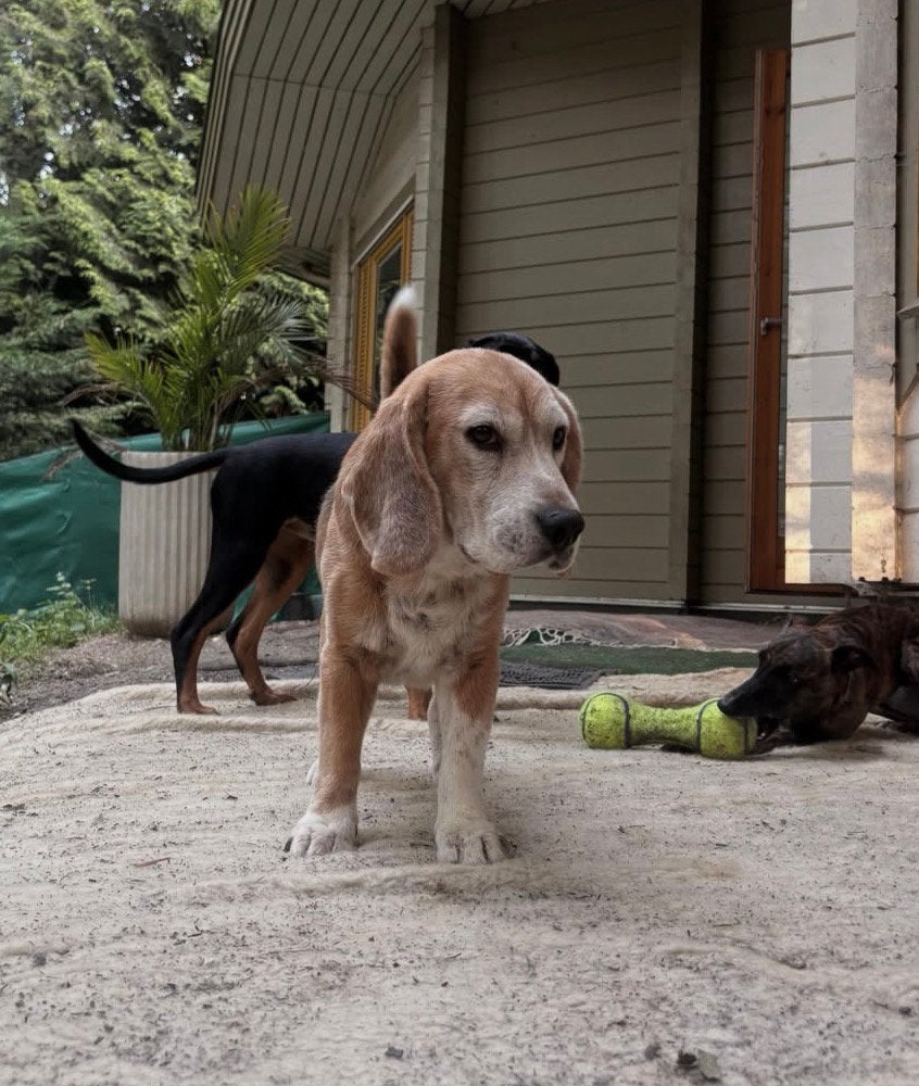HONDEN EN KATTENOPVANG! gevestigd in lelystad, Parvo, 15 weken tot 1 jaar, Overige rassen, Meerdere