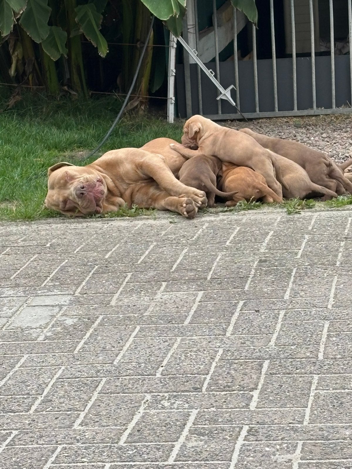 Te koop, Dieren en Toebehoren, Honden | Niet-rashonden, Meerdere, Meerdere dieren, Middel, Nederland