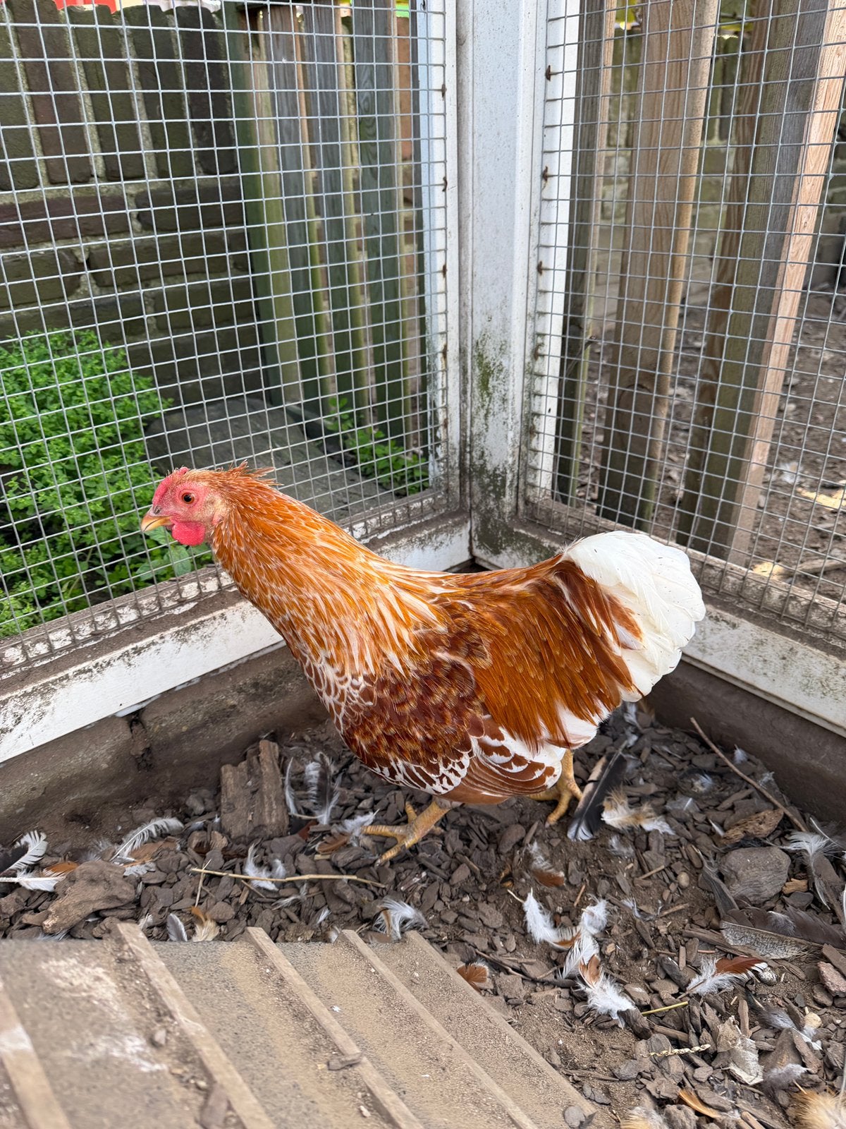 Wyandotte kriel haan, Dieren en Toebehoren, Mannelijk, Kip