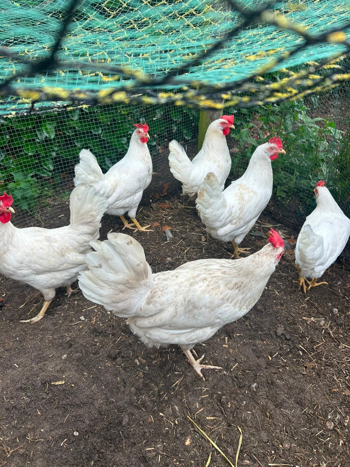 12 Jonge Witte Leghennen, Dieren en Toebehoren, Pluimvee, Vrouwelijk, Kip