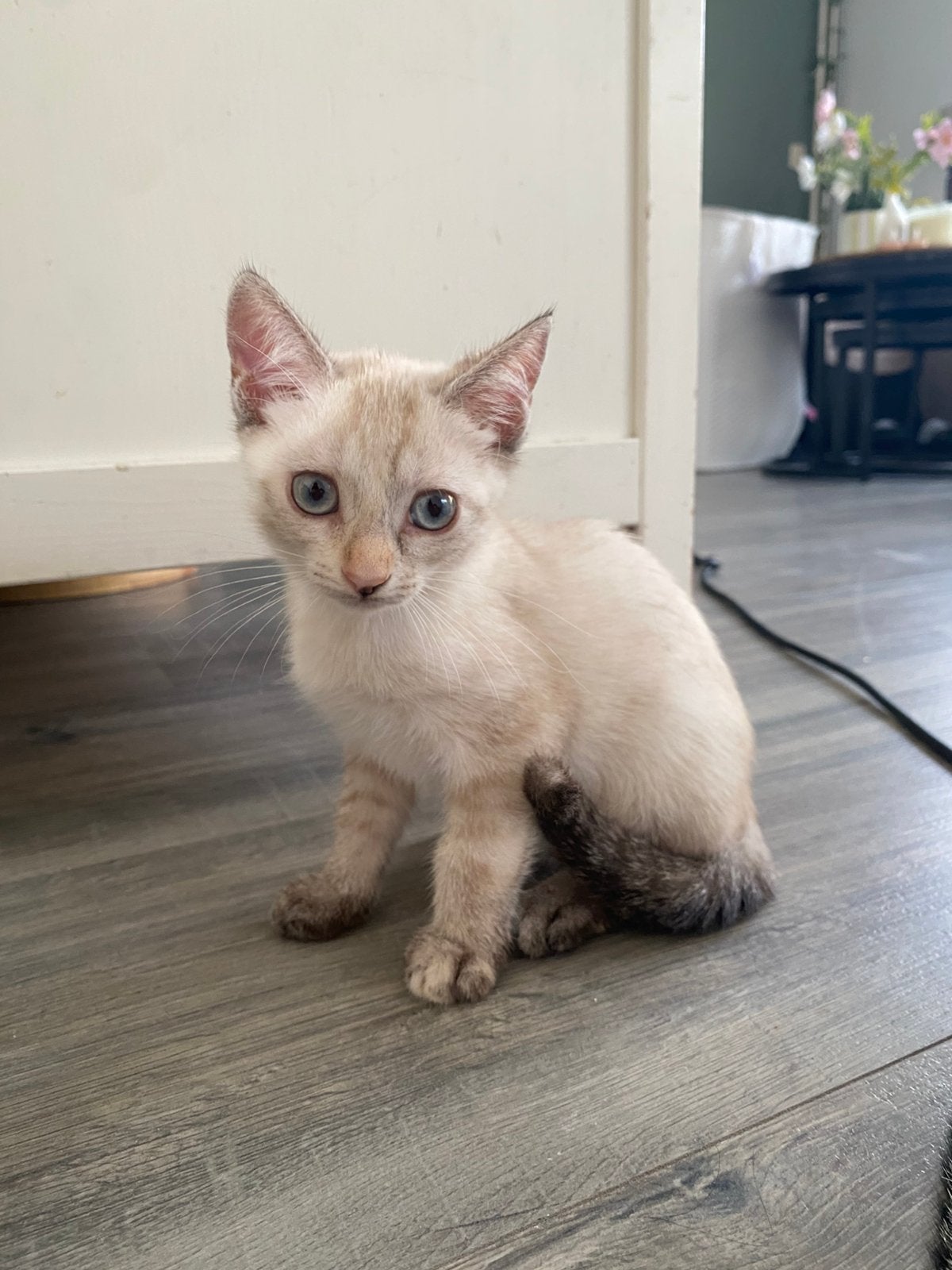 Kitten zoeken liefdevol huisje, Meerdere dieren, Ontwormd, 0 tot 2 jaar