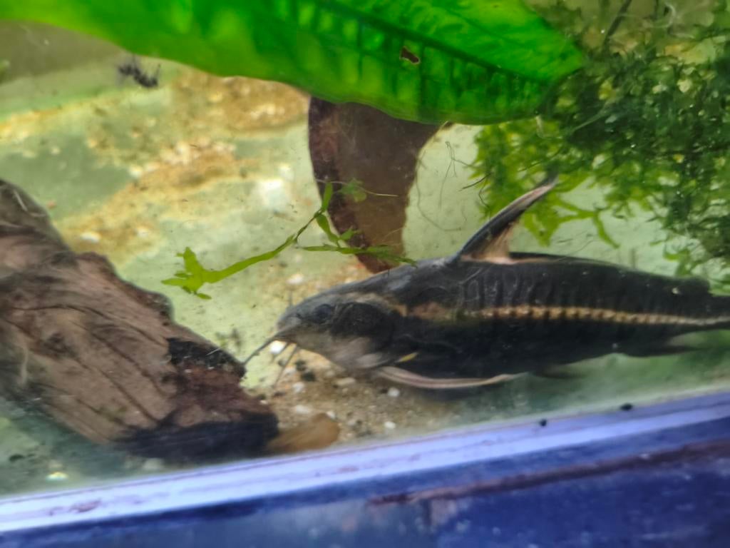 Twee knormeervallen, Dieren en Toebehoren, Vissen | Aquariumvissen, Vis, Zoetwatervis