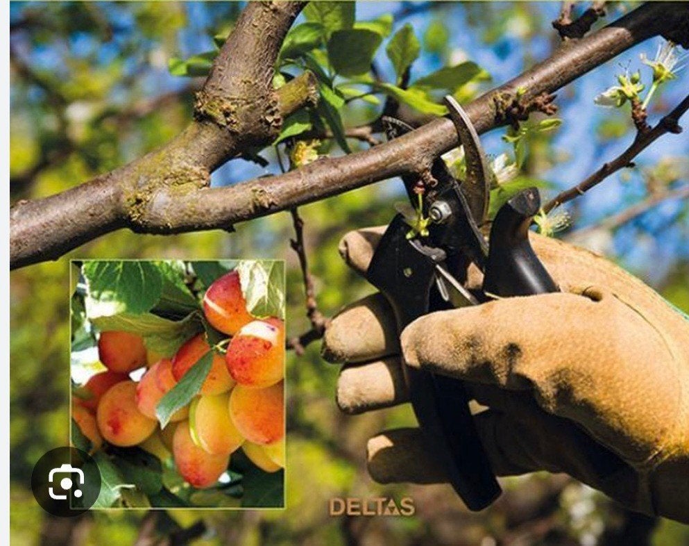 Snoeien fruitbomen aangeboden., Ophalen of Verzenden, Appelboom, Lente