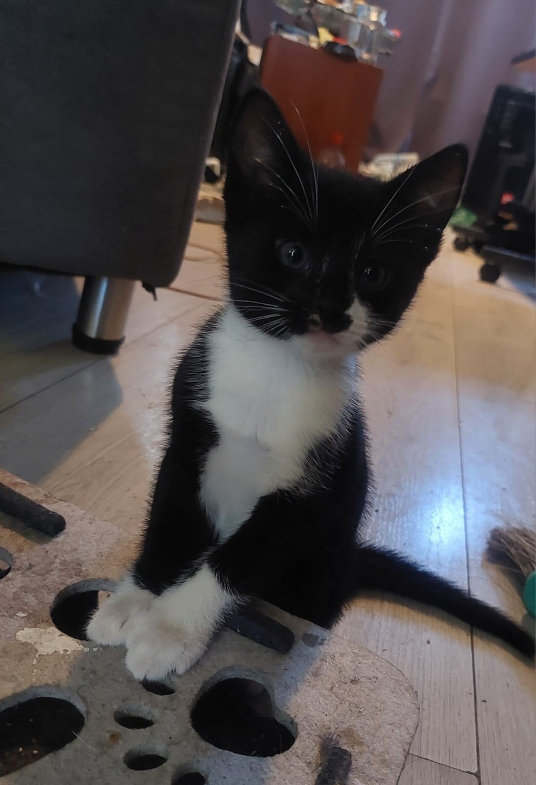 Nog 2 vrouwelijke kittens 12-05-2026 geboren, Dieren en Toebehoren, Poes, Ontwormd, 0 tot 2 jaar