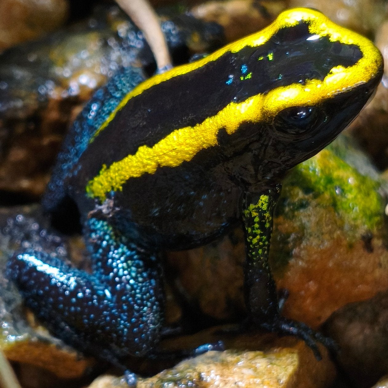 Phyllobates aurotaenia 'Goud' Frog photo 2