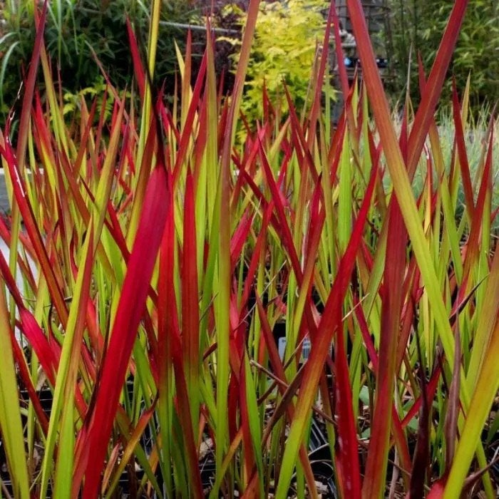 Red Baron Siergras - Imperata Cylindrica 'Red Baron', Ophalen, Volle zon, Vaste plant, Siergrassen