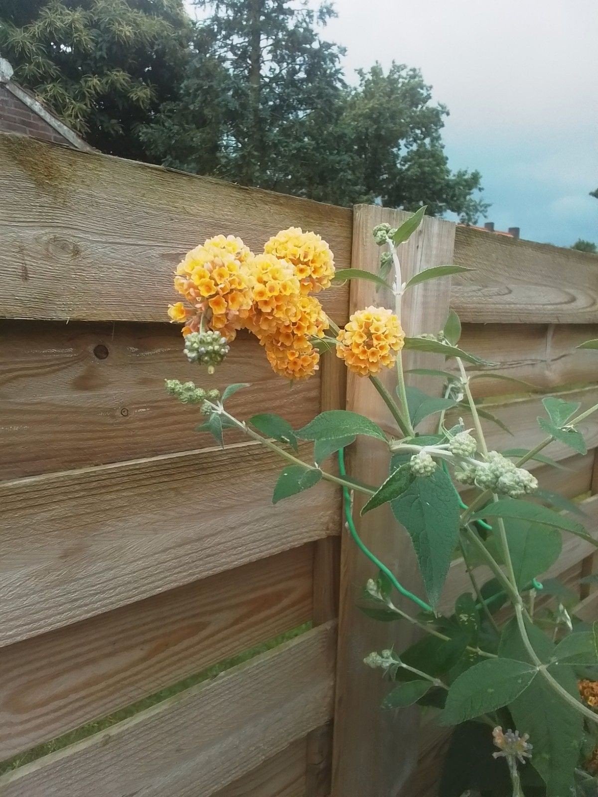 Buddleja Weijeriana Sungold, gele vlinderstruik, Ophalen, Overige soorten, Volle zon