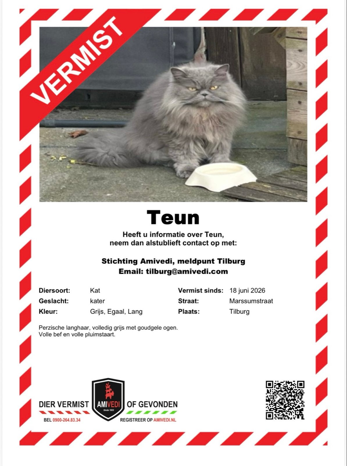 Zoek vermiste persische kat Teun, Dieren en Toebehoren, Kat