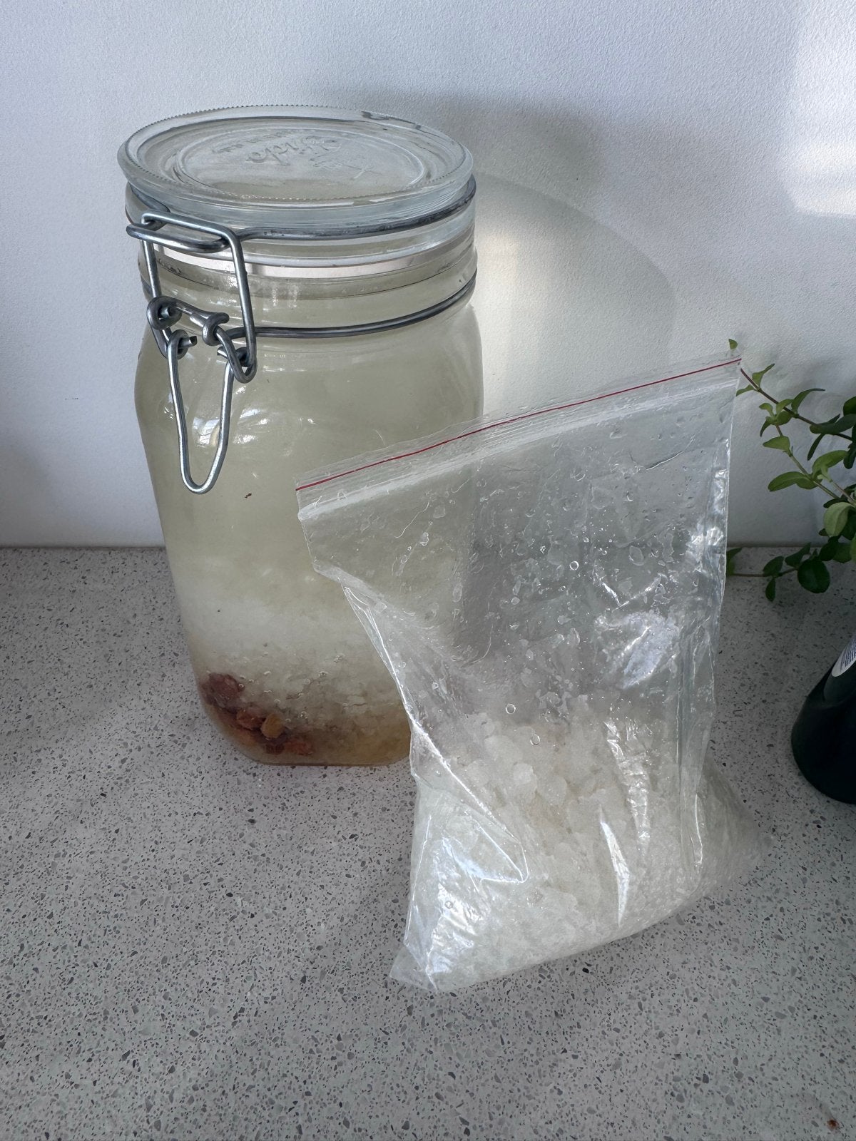Waterkefir korrels, Ophalen