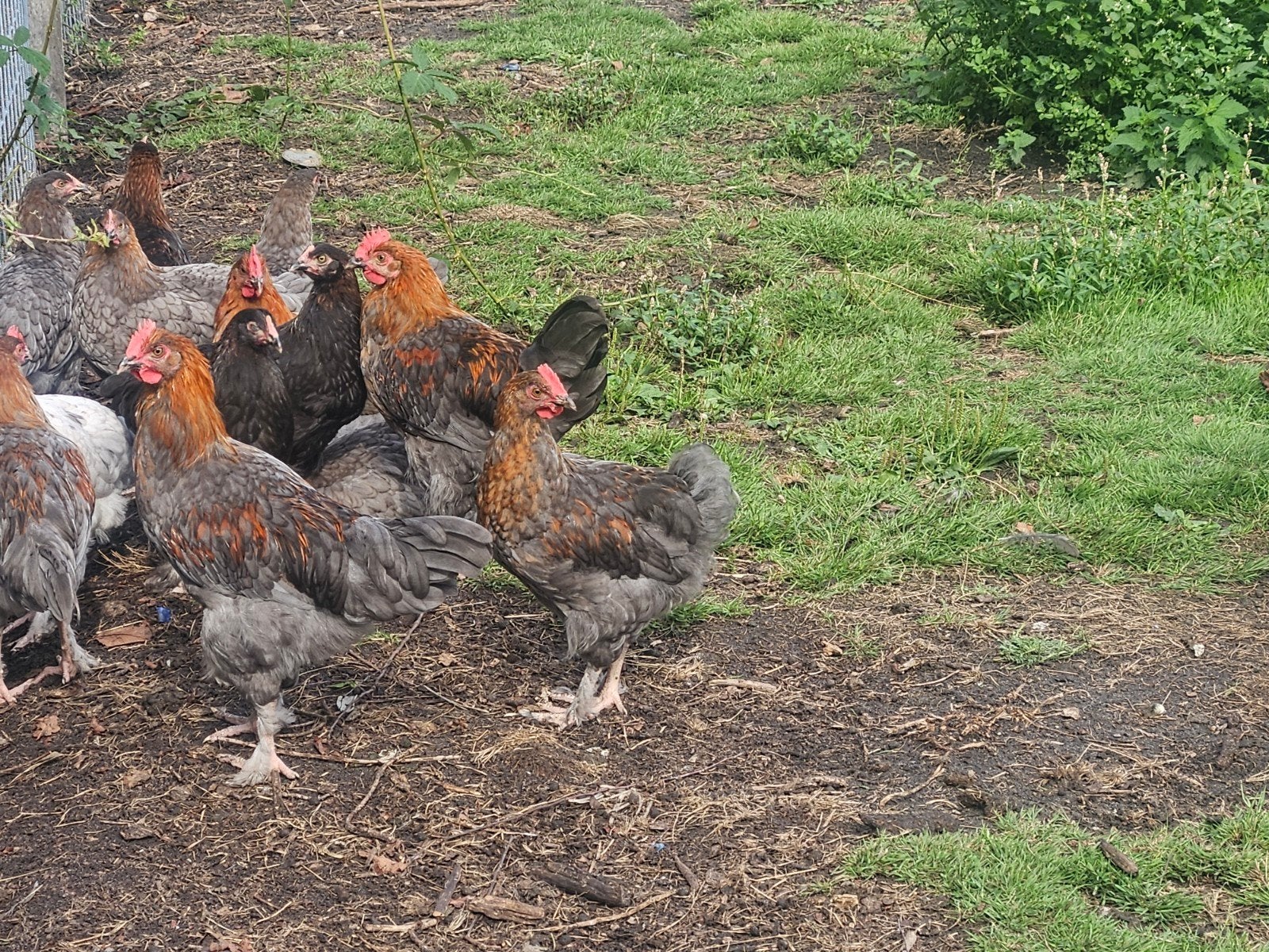 JONGE MARANS HANEN en HENNEN., Meerdere dieren, Kip