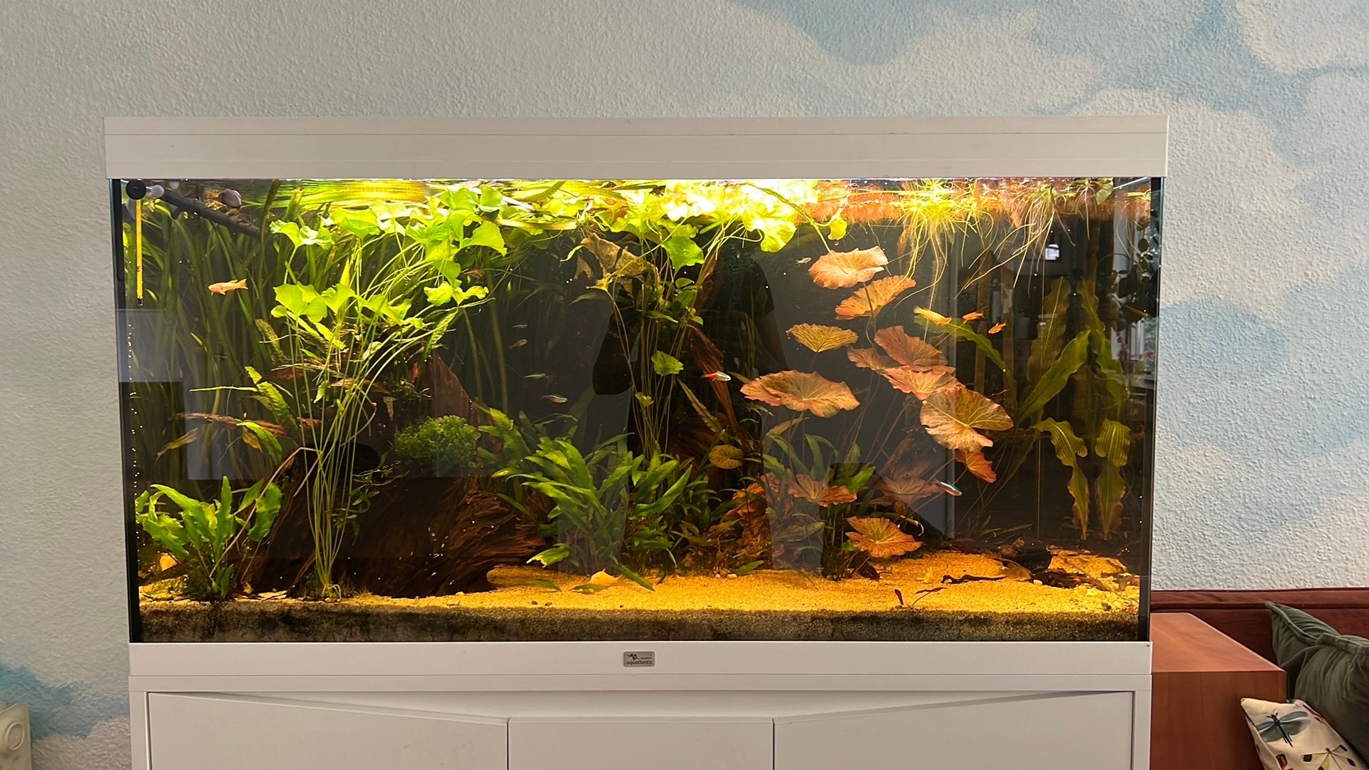 Valisneria, taiwan waterlelie, redroot floaters, borstelneus, Ophalen, Nieuw, Plant(en), Steen of Hout