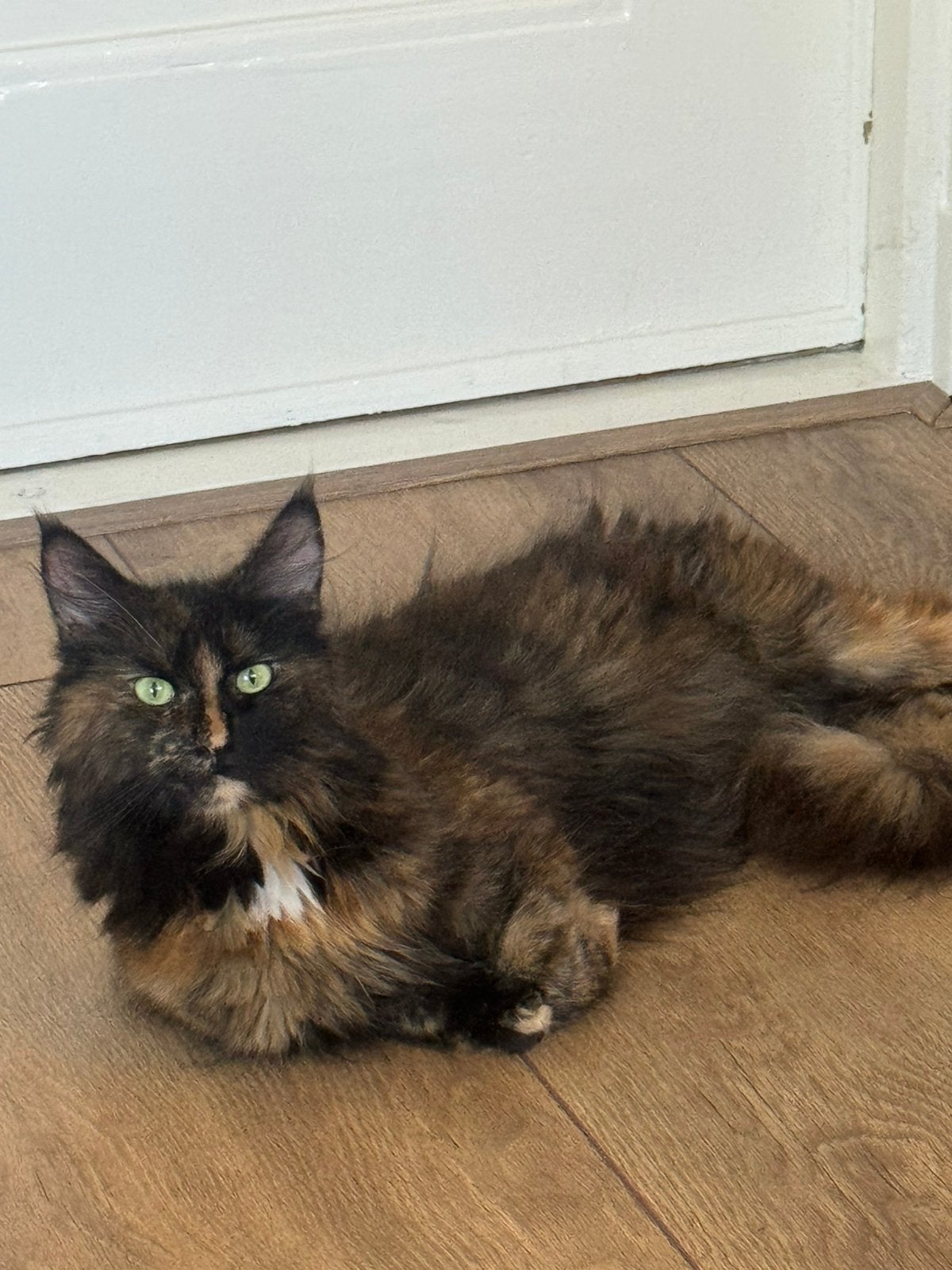 Mainecoon Poes - goed huis gezocht, Poes, Langharig, 3 tot 5 jaar