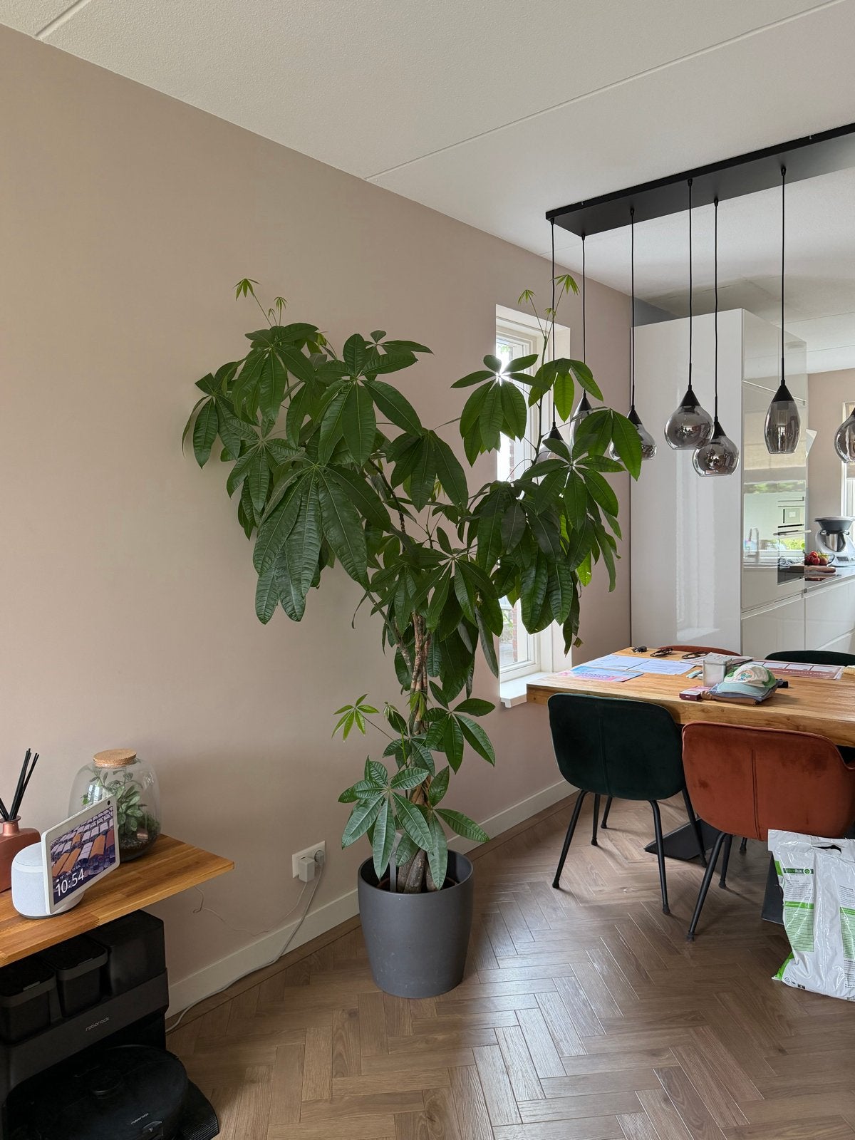 Grote Pachira Aquatica (geldboom) zonder sierpot, Vaste plant, Bloeit niet, Halfschaduw, Ophalen
