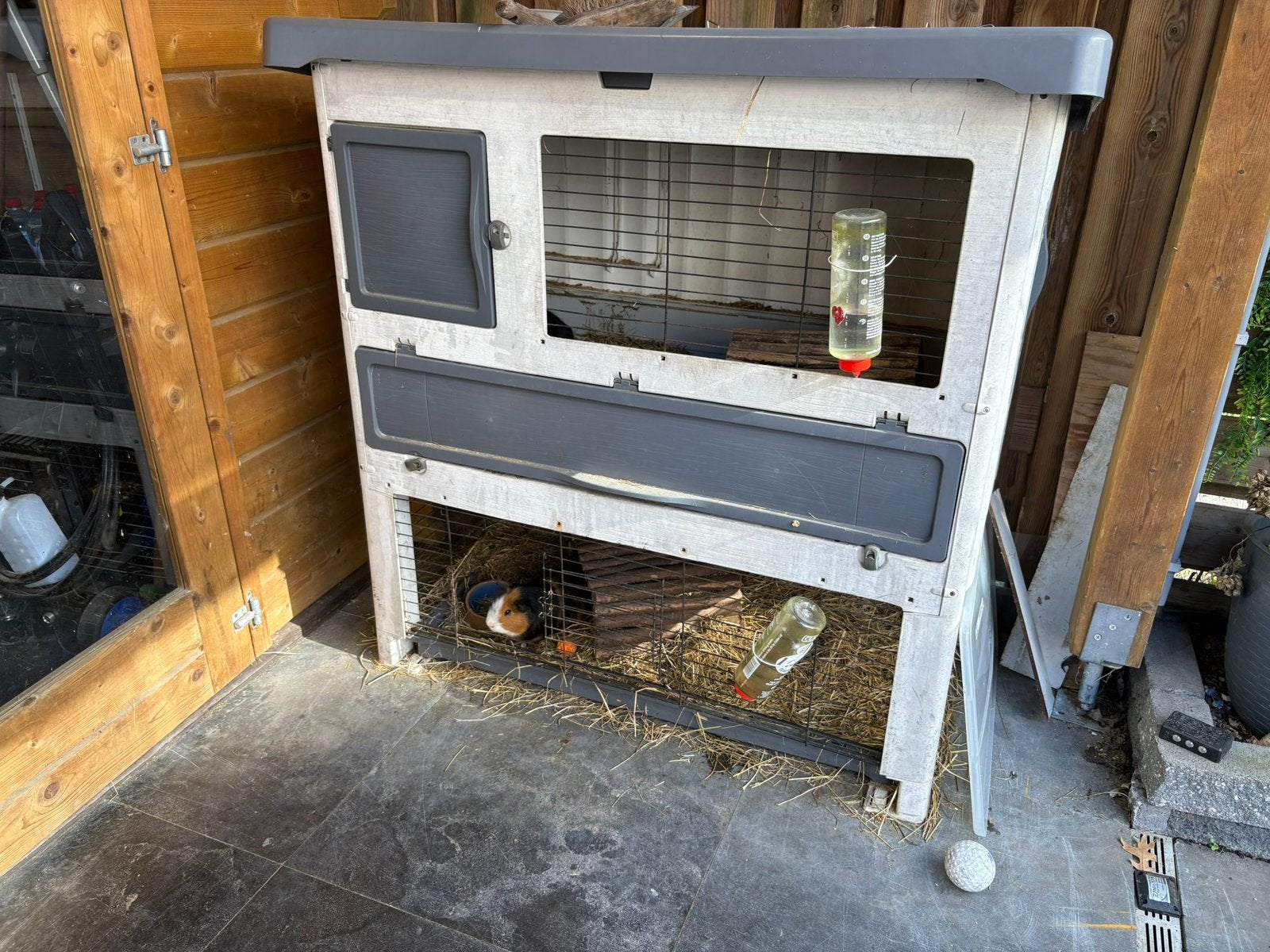 Buitenverblijf met 2 cavia’s, Cavia, Januari, Meerdere dieren, Tam