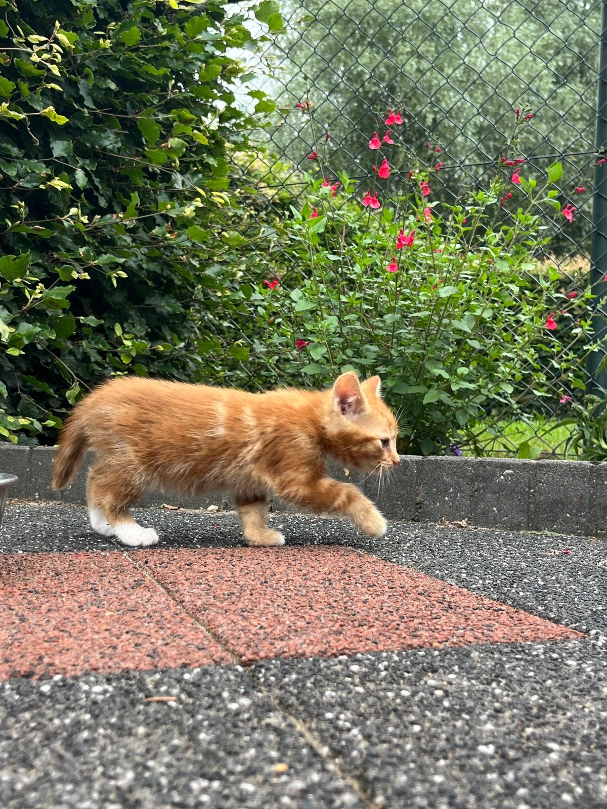 Kittens, Dieren en Toebehoren, Meerdere dieren, Kortharig, 0 tot 2 jaar