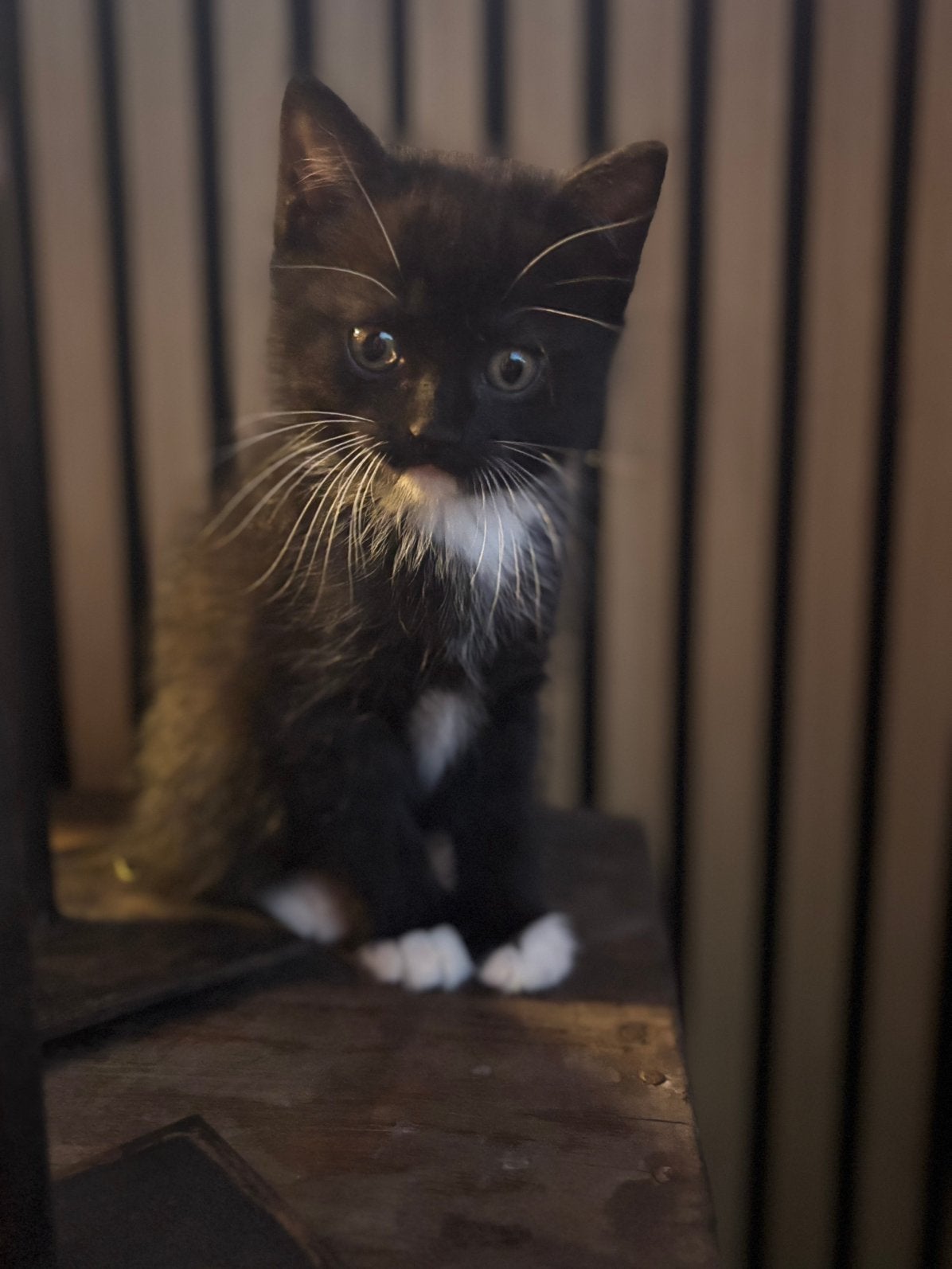 Super lieve lieve kittens te koop, Dieren en Toebehoren, Meerdere dieren