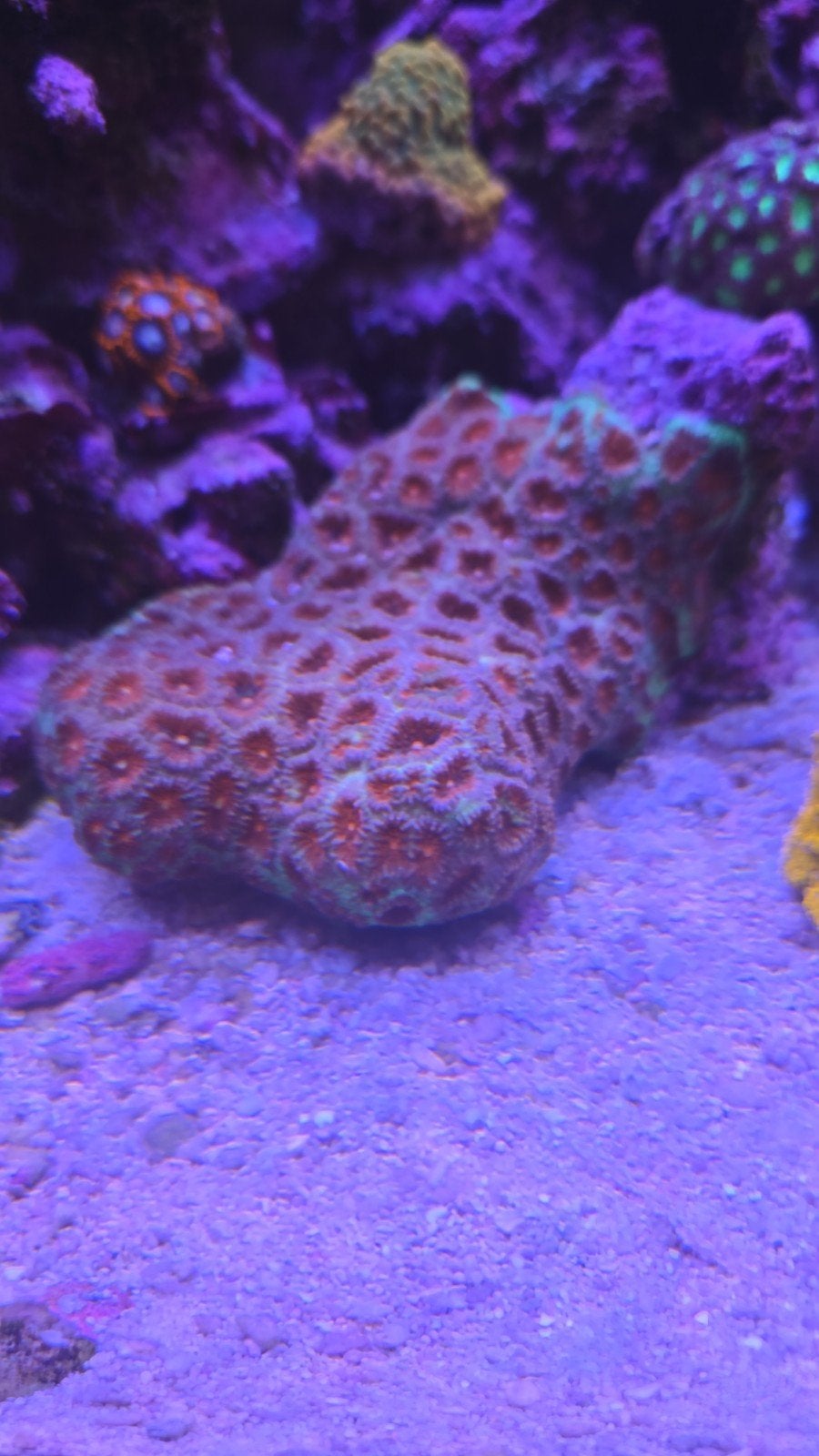 Christmas favia op steen 15x10cm, Dieren en Toebehoren, Vissen | Aquariumvissen, Overige typen, Zoutwatervis, Schoolvis