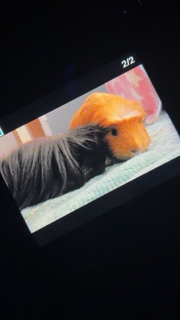 Cavias, Cavia, Mannelijk, Tam, September