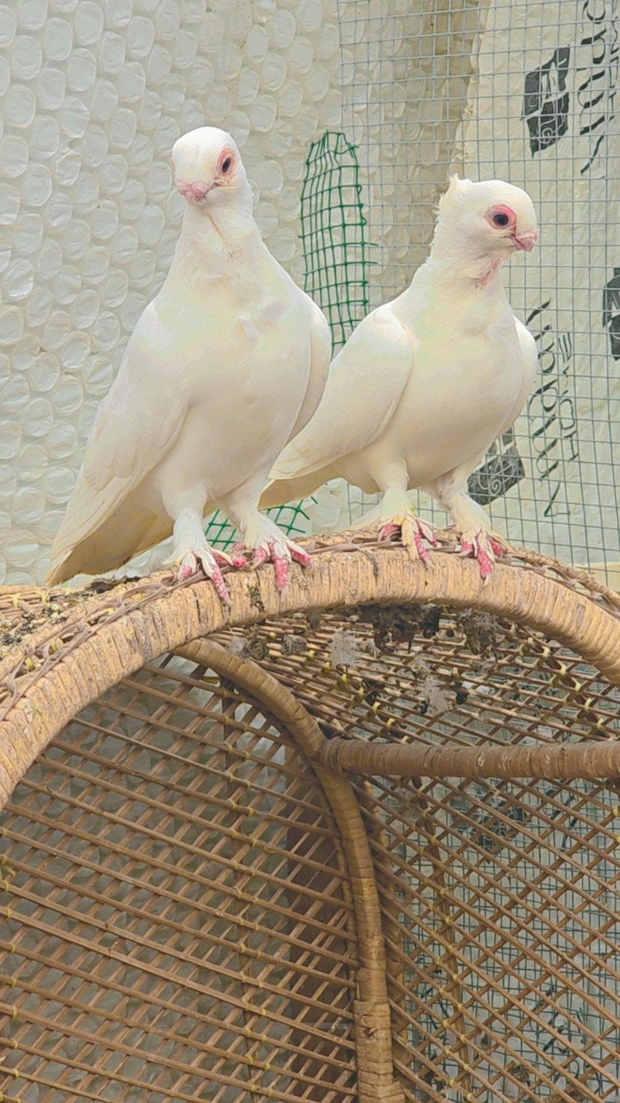 Duiven te koop, Dieren en Toebehoren, Meerdere dieren