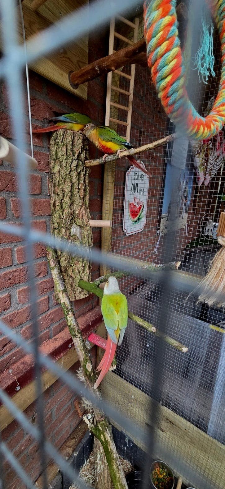 2 x Pyrrhura's Molinae, Dieren en Toebehoren, Vogels | Parkieten en Papegaaien, Meerdere dieren, Parkiet