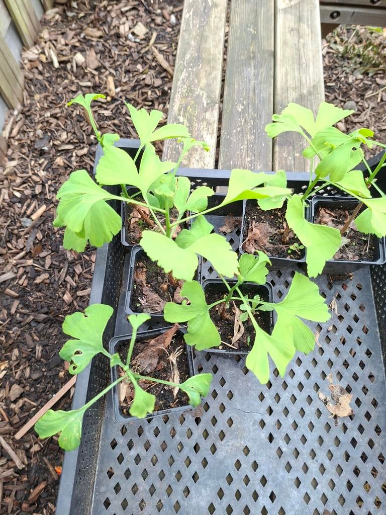 Jonge Ginkgo Biloba plantjes - Levend fossiel voor uw tuin, Ophalen