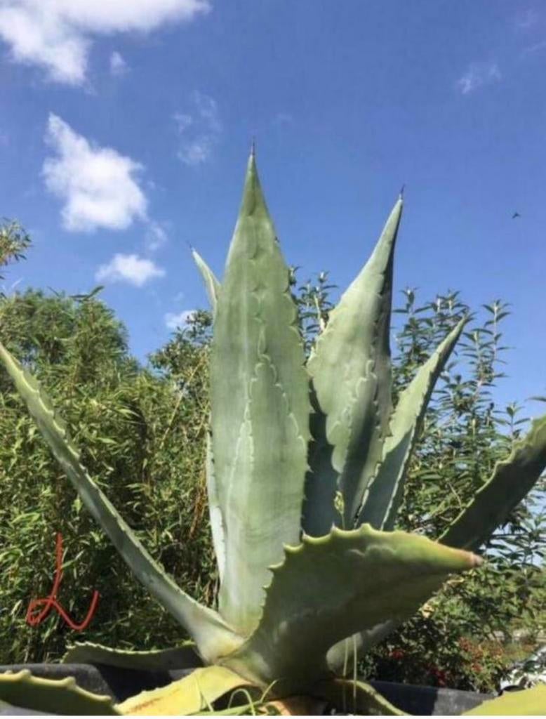 Grote Bio Nederlandse Blauwe Agave Zonplanten Winterhard, Overige soorten, Volle zon, Vaste plant, Ophalen of Verzenden