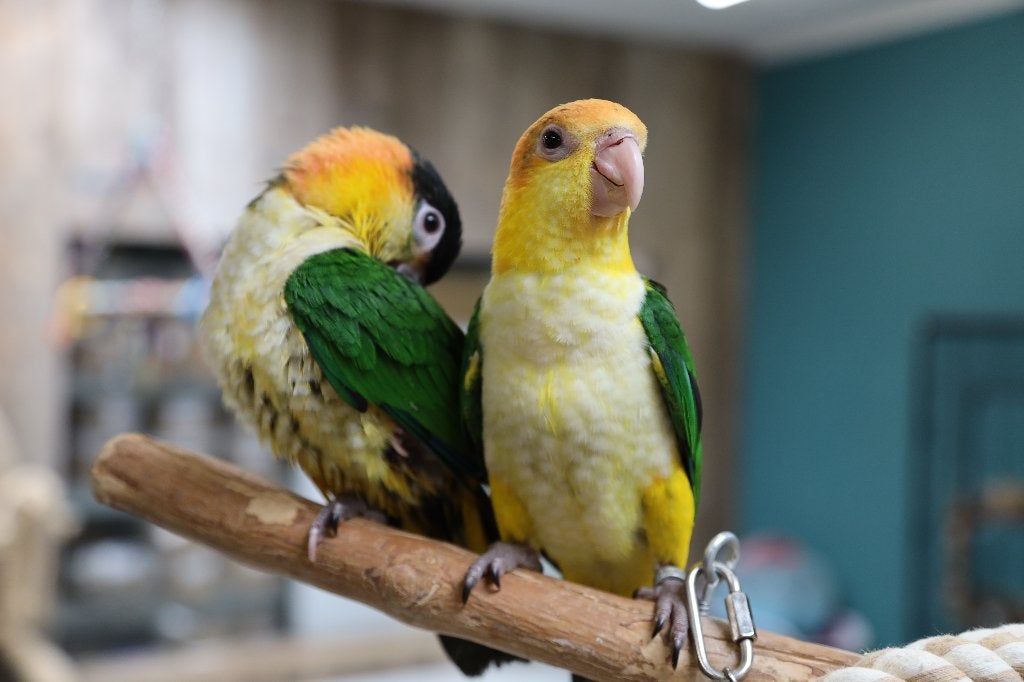 Jonge Baby Roestkop Caique´s | getest | Speels | Handtam, Meerdere dieren, Papegaai, Pratend