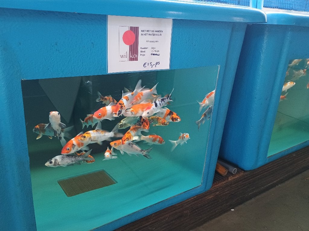 Tosai Japanse Koi aanbiedingen, Dieren en Toebehoren, Vissen | Vijvervissen, Karper of Koi