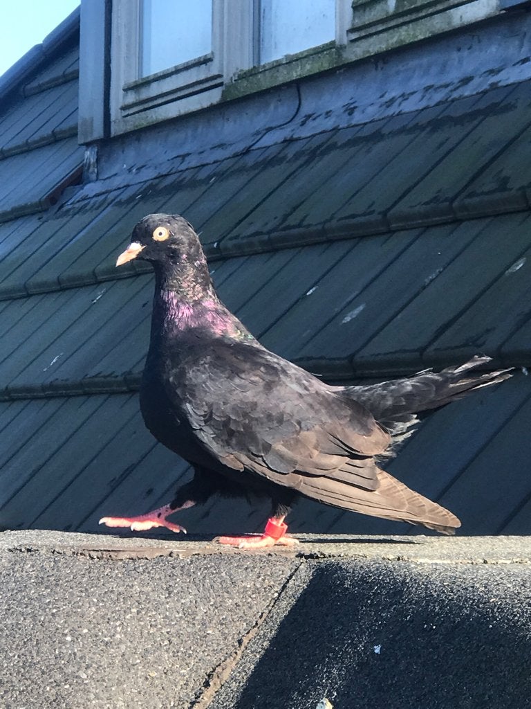 Doffer oosterse roller tuimelaar €5, Mannelijk, Tuimelaar of Roller