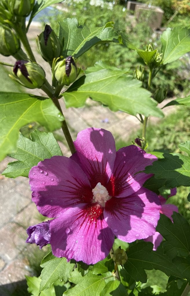 Foto 2 van Hibiscus syriacus 'Russian Violet', Bio