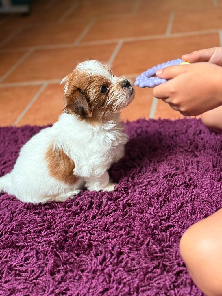 Prachtige Havaneser pups zoeken een liefdevol thuis, Particulier, 15 weken tot 1 jaar, Overige rassen, Buitenland