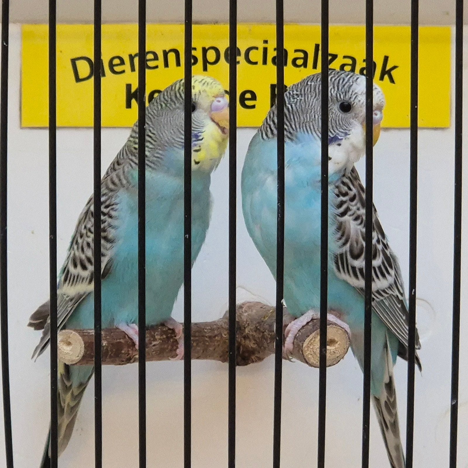 jonge parkietjes leuk om tam te maken