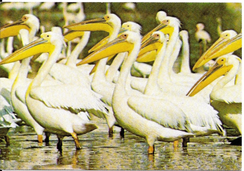 Ansichtkaart	Pelikanen, Verzamelen, Verzenden, 1980 tot heden, Ongelopen, Vogel