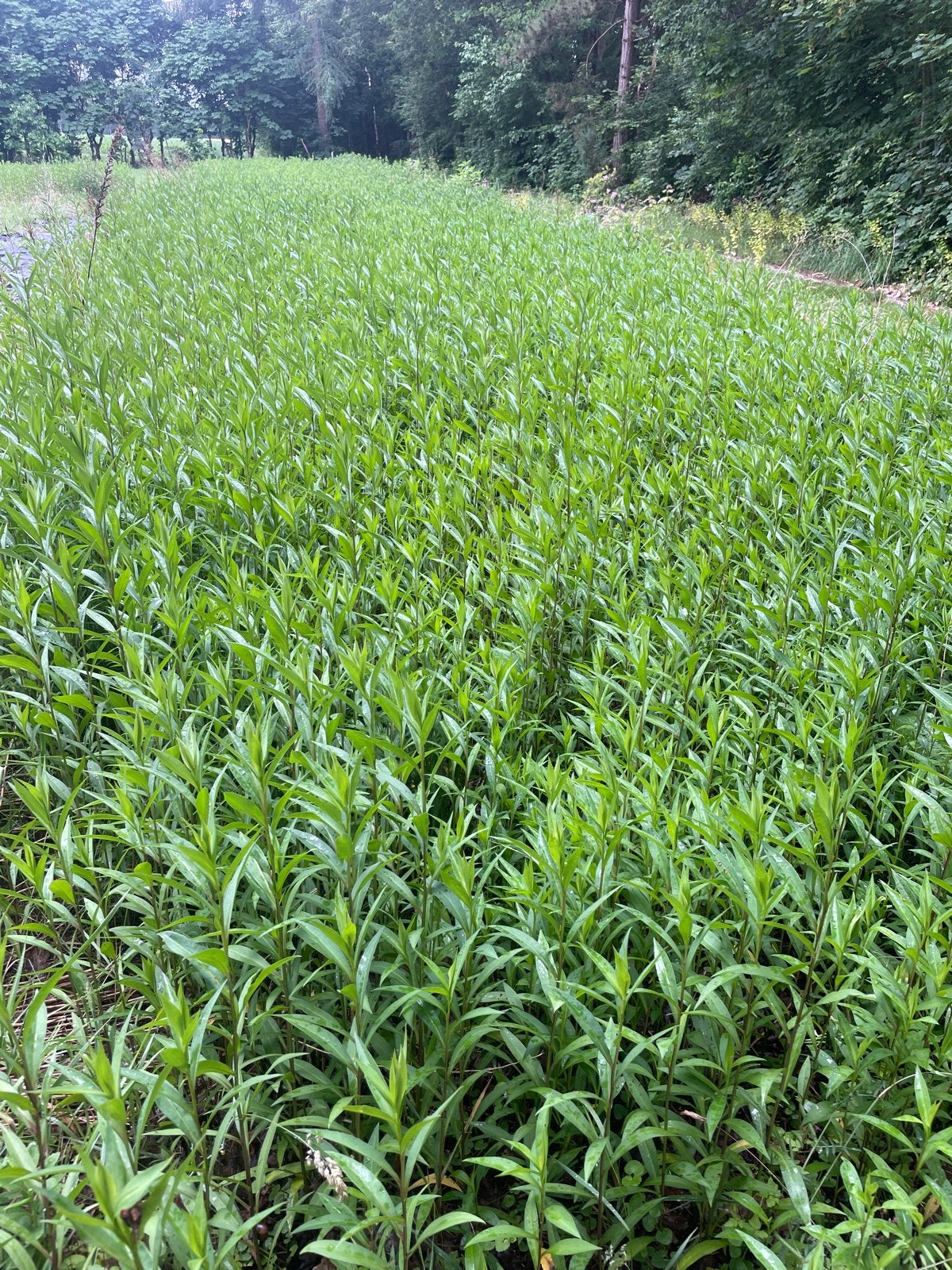 Prachtige paarse Aster vaste plant voor vlinders, Volle zon, Vaste plant, Herfst, Ophalen