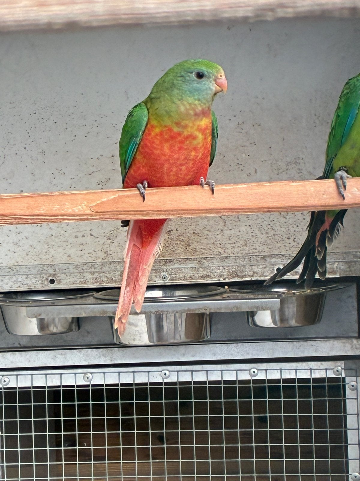 Barraband, Dieren en Toebehoren, Vogels | Parkieten en Papegaaien, Vrouwelijk, Parkiet