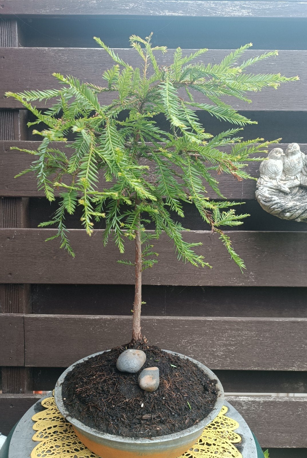 Sequoia Semperviriens Bonsai Boom - Prachtige Tuindecoratie, Ophalen, Bloeit niet, Halfschaduw, Overige soorten
