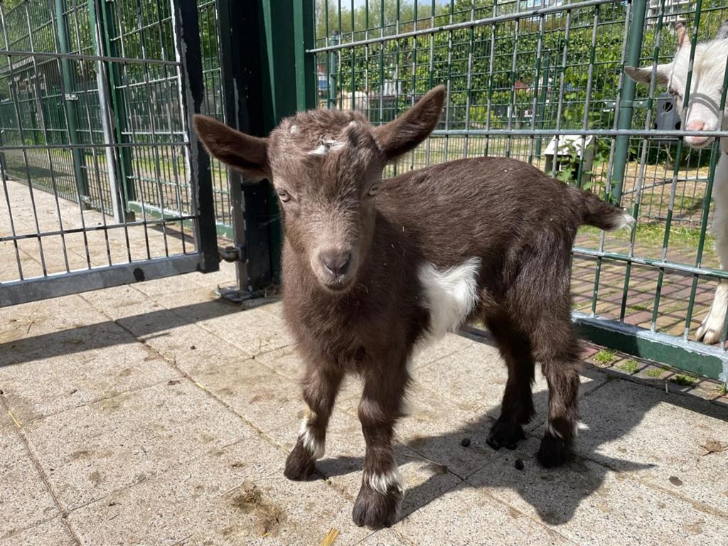 Stamboek landgeit bok bruinbont cae cl vrij, Dieren en Toebehoren, Mannelijk, Geit, 0 tot 2 jaar