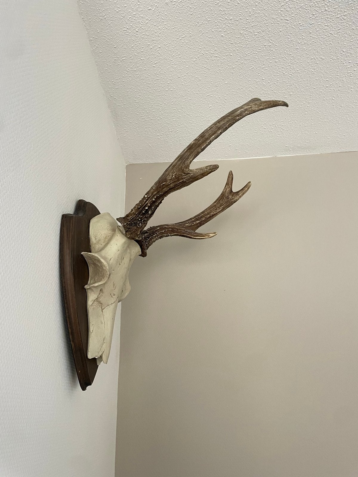 Kunststof replica hertenkop met gewei - 40cm hoog, Ophalen, Zo goed als nieuw, Kunststof