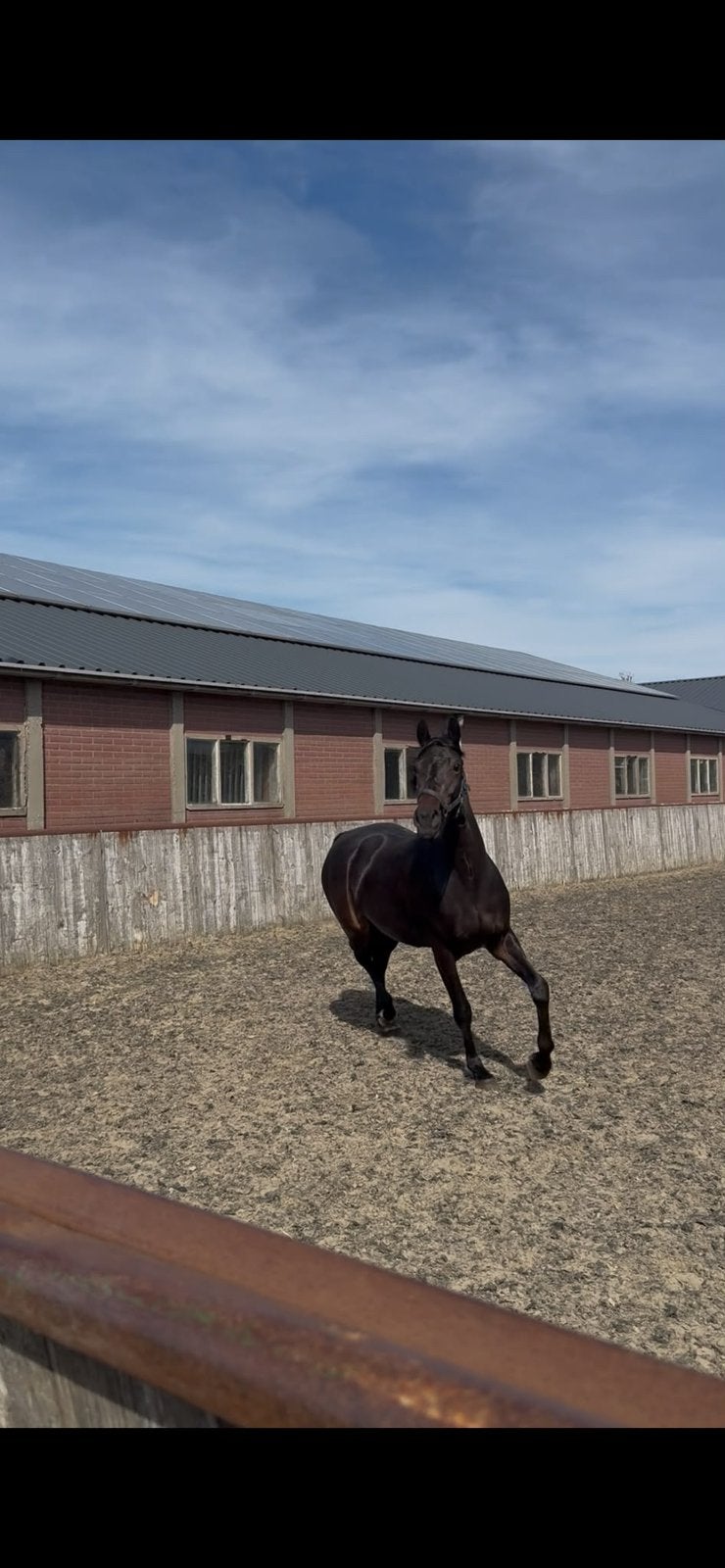 3 jarige lieve merrie gribaldi jr x lord leatherdale, Dieren en Toebehoren, Paarden, Merrie, Minder dan 160 cm, Met stamboom, Dressuurpaard