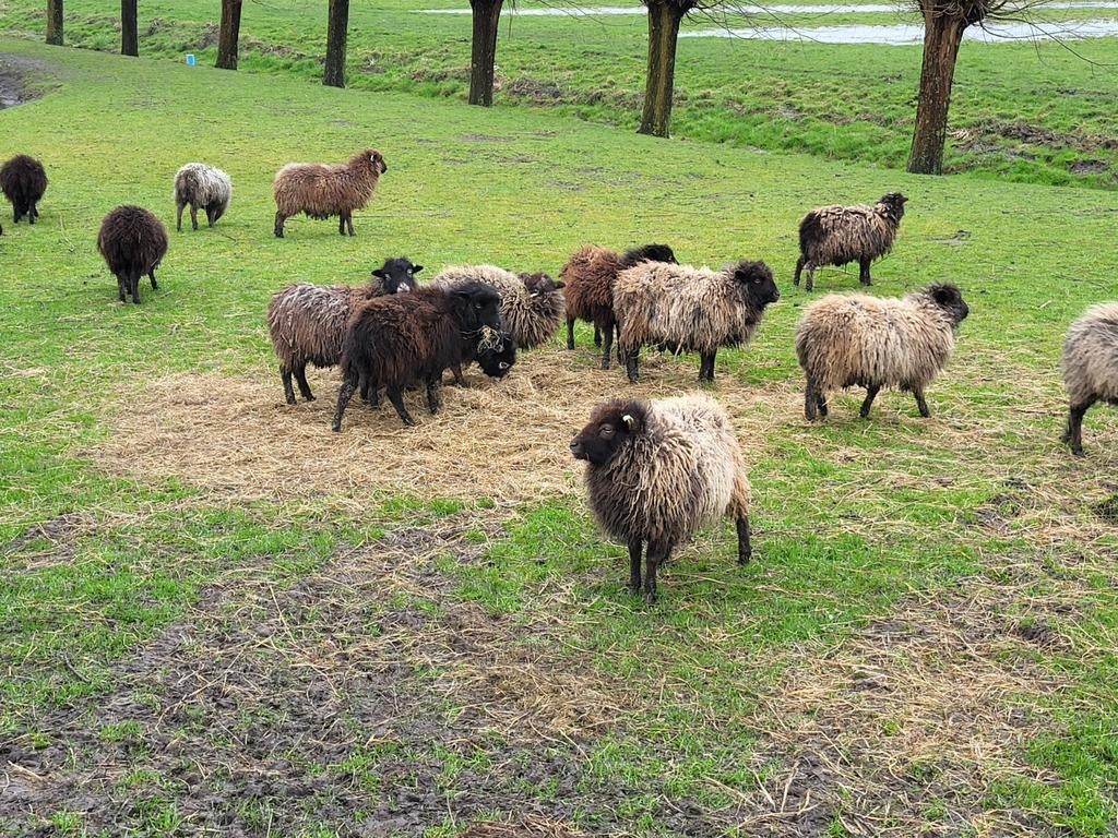 Fraaie  stamboek Ouessant schaapjes., Dieren en Toebehoren, Vrouwelijk, Schaap