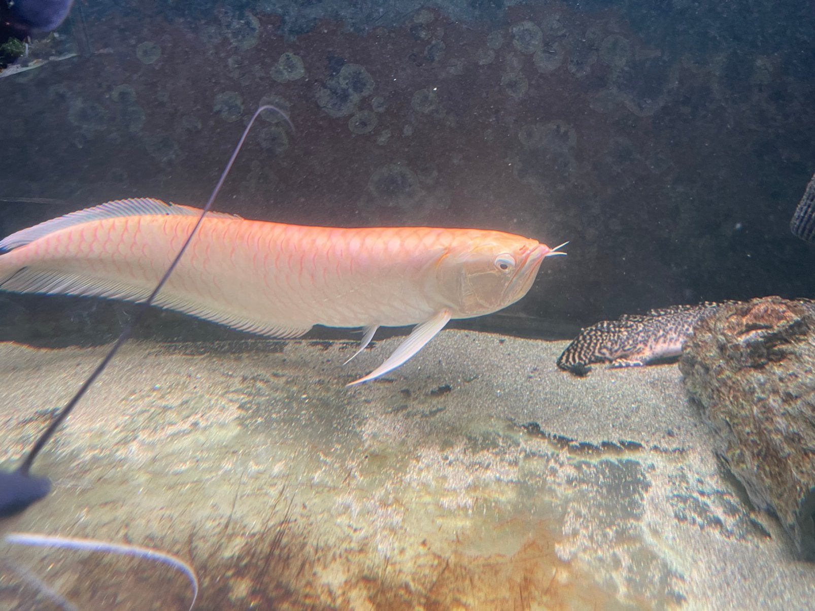 Mooie grote lutino arowana 55 cm, Dieren en Toebehoren, Vis
