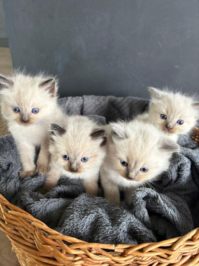 Ragdoll kittens, Dieren en Toebehoren, Kater, Ontwormd