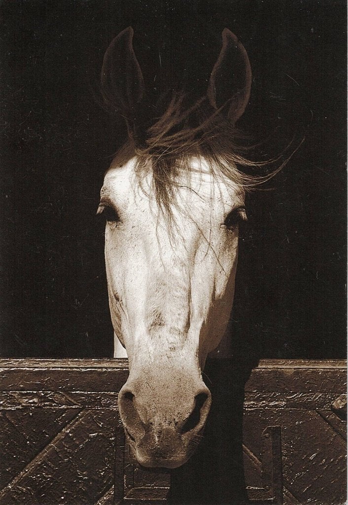 Wit paard kijkt me aan 520, Verzamelen, Ophalen of Verzenden, 1980 tot heden, Ongelopen, Paard