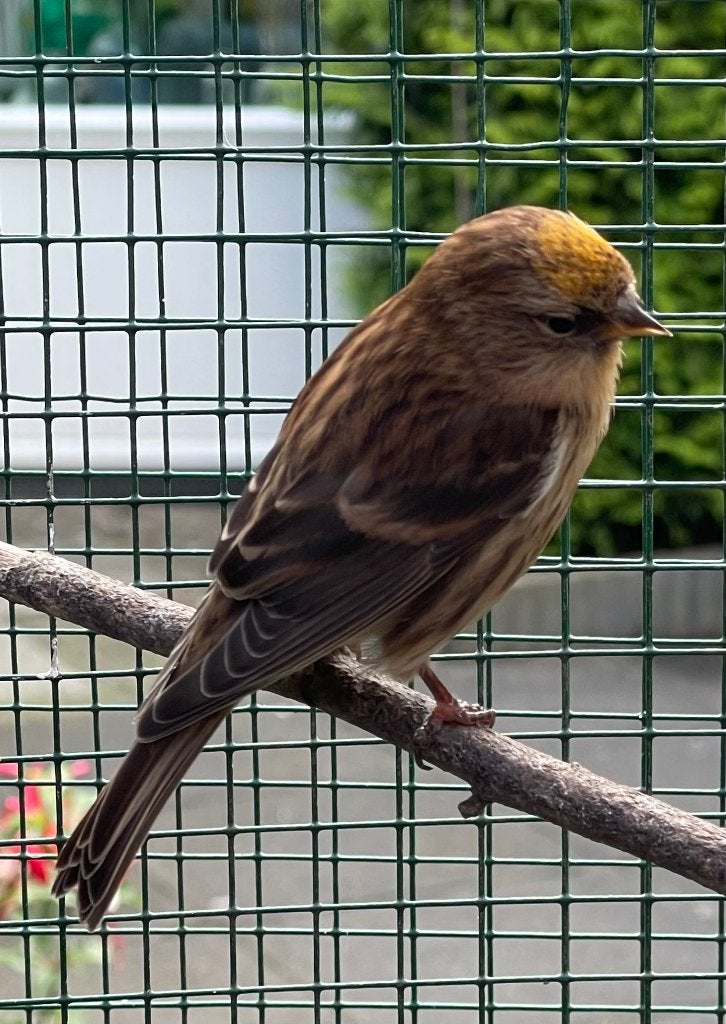 barmsijzen, Meerdere dieren, Wildzangvogel, Geringd