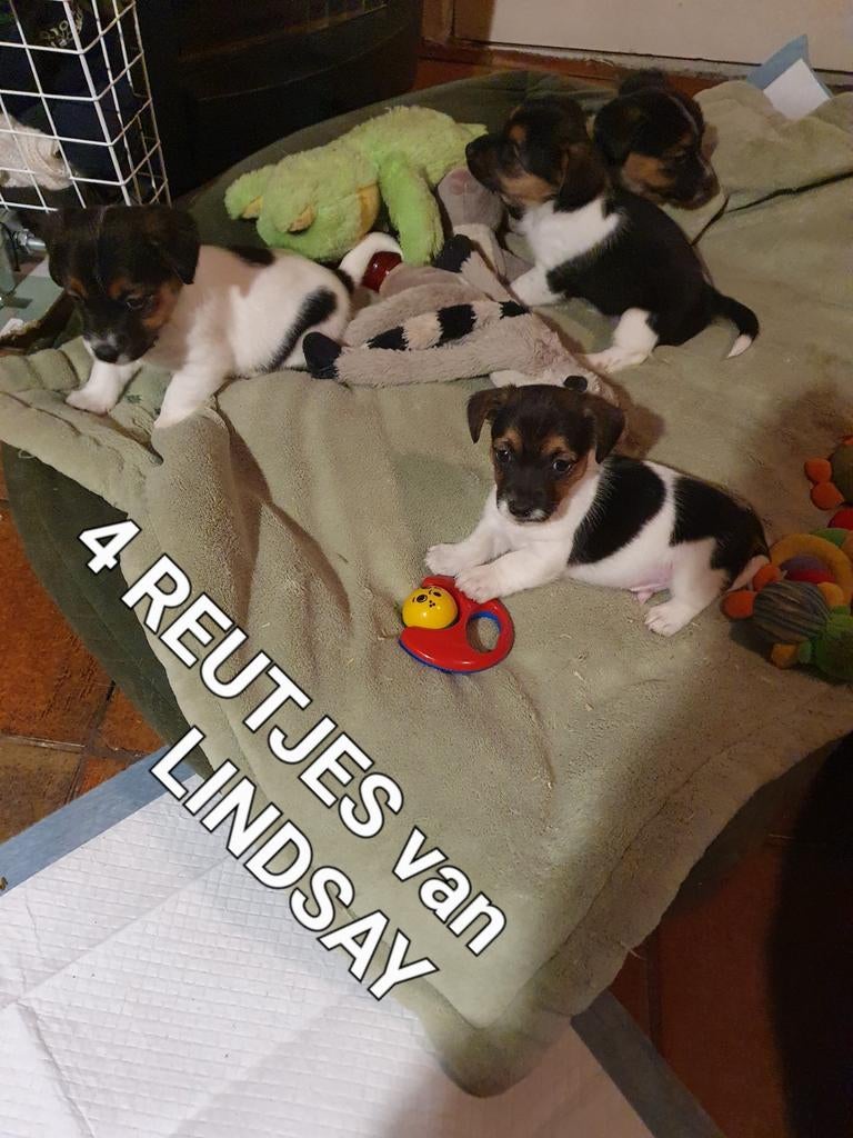4 raszuivere kleine Jack Russell pups laagb. Gezond, speels, Parvo, Jack Russell Terriër, 8 tot 15 weken, Meerdere