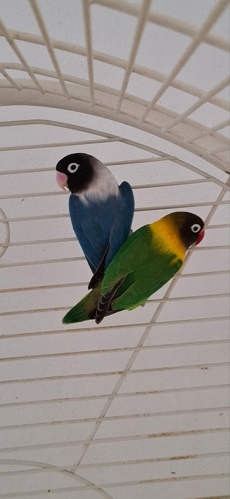 Mooie agapornis personata geringd., Dieren en Toebehoren, Meerdere dieren, Dwergpapegaai of Agapornis, Geringd