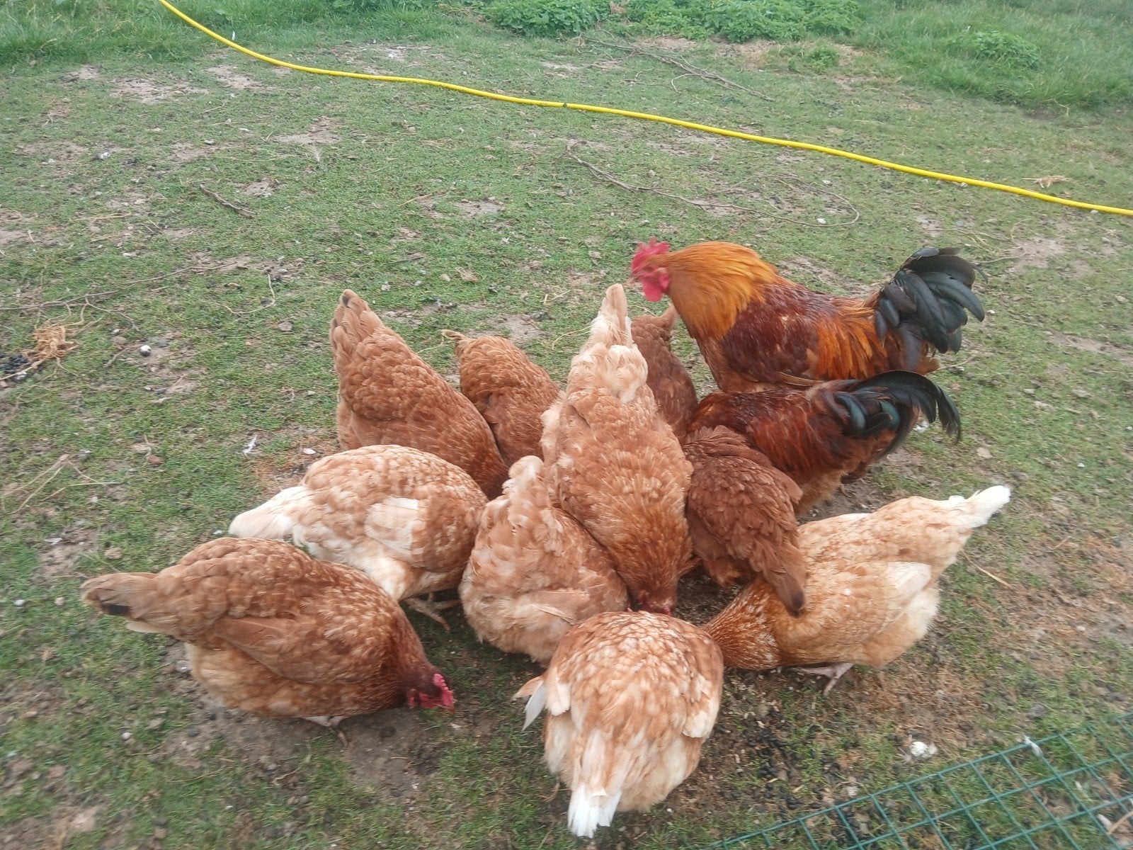 12 leg kippen met 2 hanen, Dieren en Toebehoren, Pluimvee, Meerdere dieren, Kip
