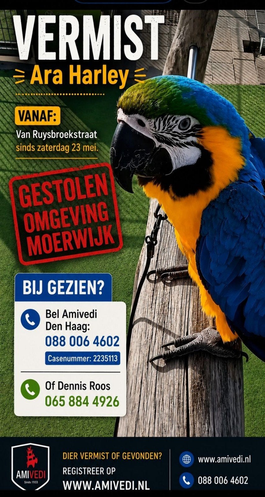 Vermiste ara vermoedelijk na binne gelokt, Papegaai
