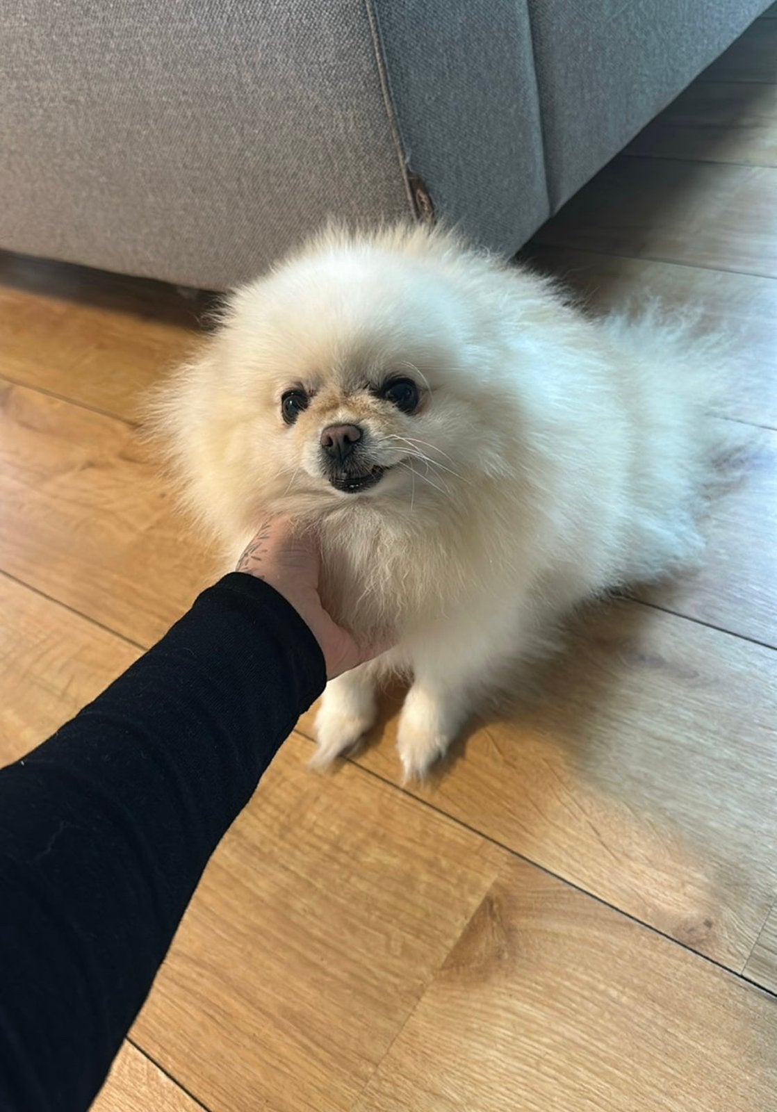 Pomeriaan teefje, Dieren en Toebehoren, Keeshond, Teef, Eén hond, 3 tot 5 jaar